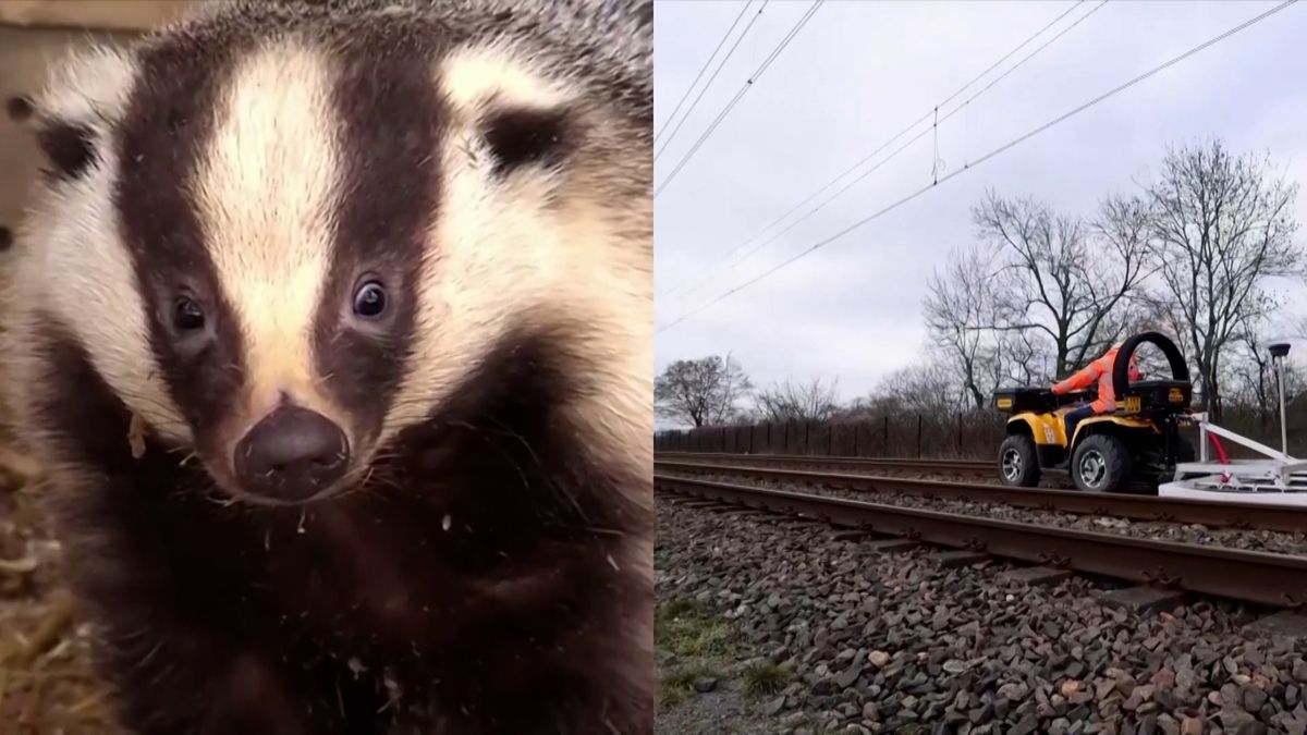 Badgers wreak havoc on a Dutch railway
